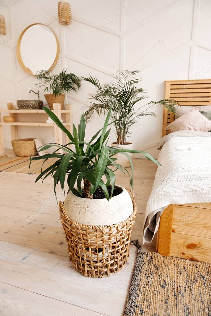 green plant in beige wicker recycled eco basket on bright interior room with cozy bed. Stylish, minimalistic interior of Scandi. Growing and caring plants at home, vertical content inspiration