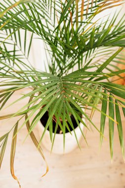 Yeşil bir bitkinin seçici odaklı büyük yaprakları. Çiçek yetiştirmek ve evinizi düzenlemek. ev ormanı.