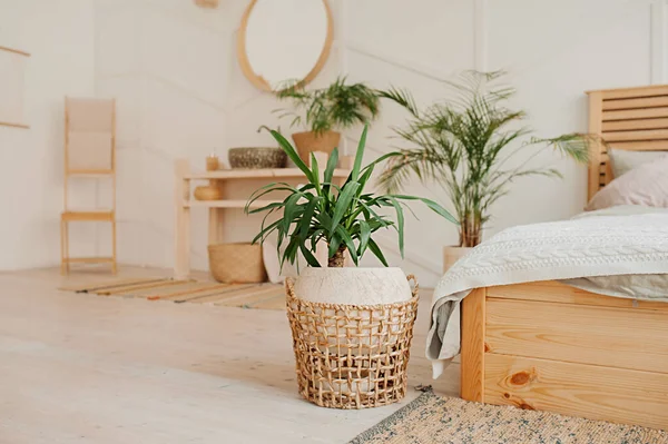 Green Plant Beige Wicker Recycled Eco Basket Bright Interior Room — Stock Photo, Image