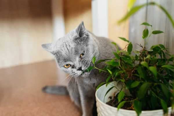 British Purebred Gray Shorthair Cat Nibbles Green Ficus Benjamin Plant — Stock Photo, Image