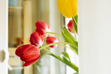 Evin içinde taze çiçekler var. Dairenin arka planında yemyeşil laleler kırmızı ve sarı. Bahar Uyanışı. seçici odak