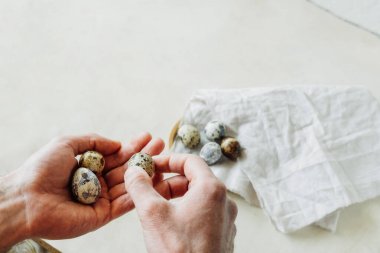 İnce erkekler küçük benekli bıldırcın yumurtalarını tutarlar. seçici odak