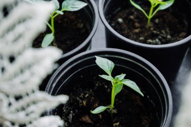 Evde seçici odak tohumları var. Çiftlikte eko gıda yetiştiriyor. Toprakla dolu saksılarda biber filizleri. pencerede mikro yeşil çimlenme.