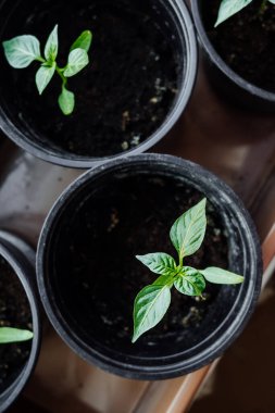 Toprakla kaplı saksılarda tatlı biber filizlenir. Evde fidanlar var. Çiftlikte çevre dostu yiyecekler yetiştiriyorlar. Çevre dostu yaşam tarzı şehir dairesinde. dikey