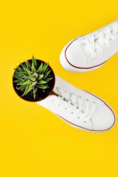 Selektiver Fokus Haworthia Saftig Eingetopft Neuen Weißen Schuh Turnschuhen Auf — Stockfoto