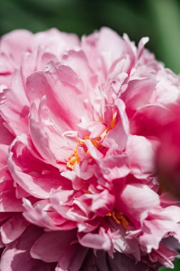 depth of field Bud of pink wet peony in water drops ona green stalk in the garden. growing flowers, taking care of plants, selective focus