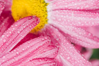 pink chamomile flower close-up, wet petals with drops of water after rain. blurry abstraction of petals pink delicate flower. vertical flower content, selective focus, depth of field
