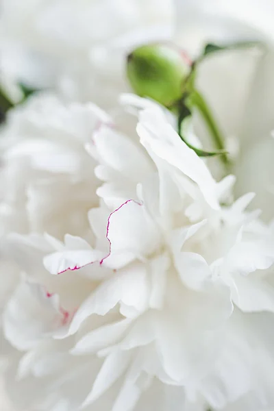 blurry abstraction of petals of white delicate fragile peony flower. vertical flower content, background, texture for templates. selective focus, depth of field