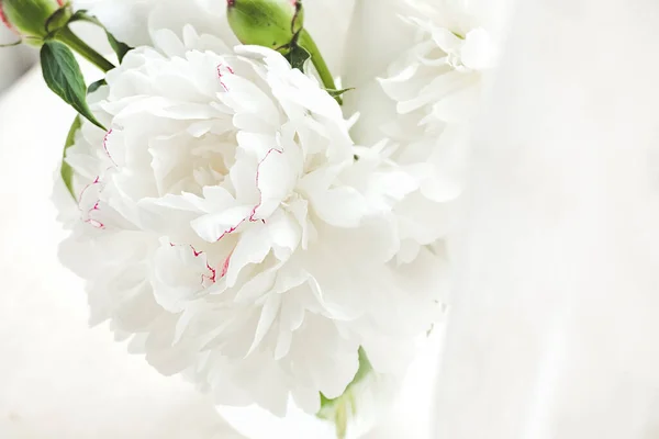 Абстракция Лепестков Белого Хрупкого Пионского Цветка Вертикальное Содержание Цветов Фон — стоковое фото