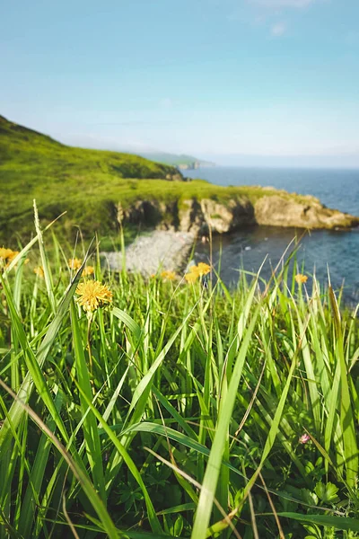 Summer Seascape Green Grass Wildflowers Picturesque Beautiful Stone Bay Vertical — Stock Photo, Image