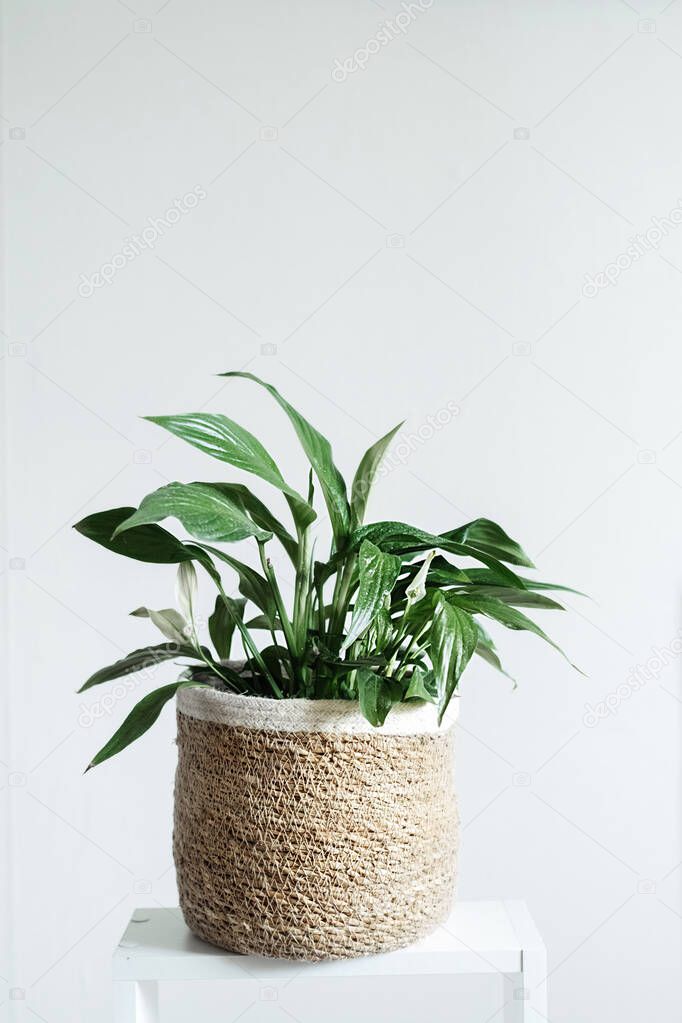 green house plant spathiphyllum in a stylish wicker planter on a white background. landscaping of the house. an unpretentious plant. vertical content, selective focus