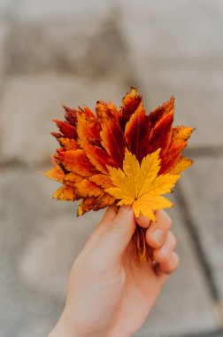 Sonbahar yapraklarının kırmızıdan sarıya olan eğilimi bulanık sonbahar arkaplanına karşı. Doğanın tadını çıkarıyor. seçici odak
