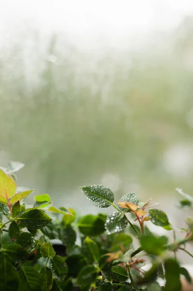 Schärfentiefe Der Tröpfchen Auf Dem Kleinen Grünen Blatt Der Heimischen — Stockfoto