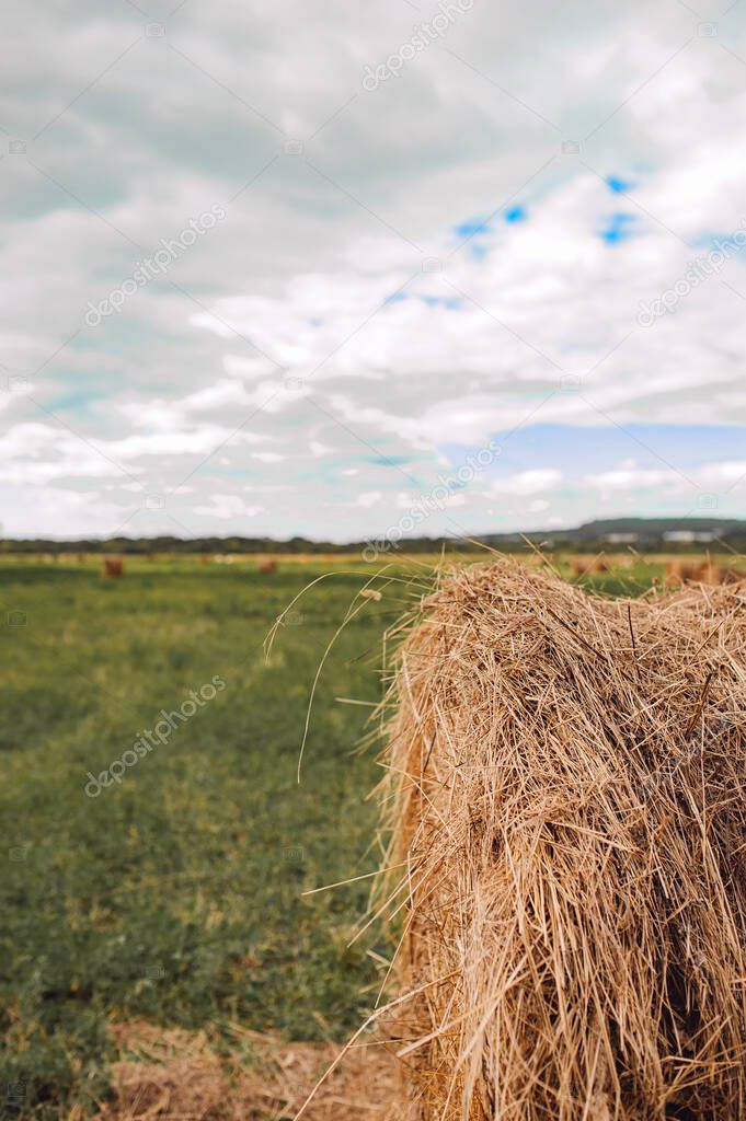 stacks of dry twisted hay on a huge field. collecting grass for a reserve. selective focus