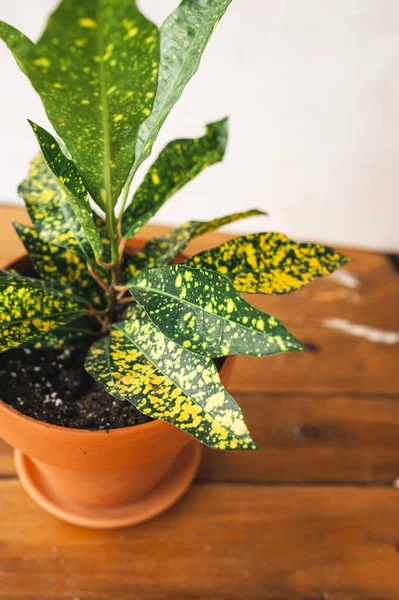 Plantas Invernadero Codieum Con Manchas Color Amarillo Brillante Maceta Arcilla — Foto de Stock