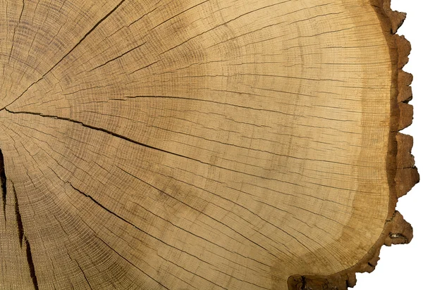 Bir Ağaç Gövdesinin Parçası — Stok fotoğraf