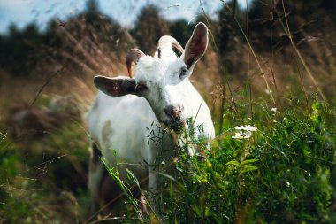 Yoğun yeşil bir alanda ot yiyen keçi. Güneşli bir günde yeşil bir çayırdaki keçi.