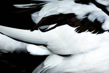 Ördeğin tüylerindeki Macro.