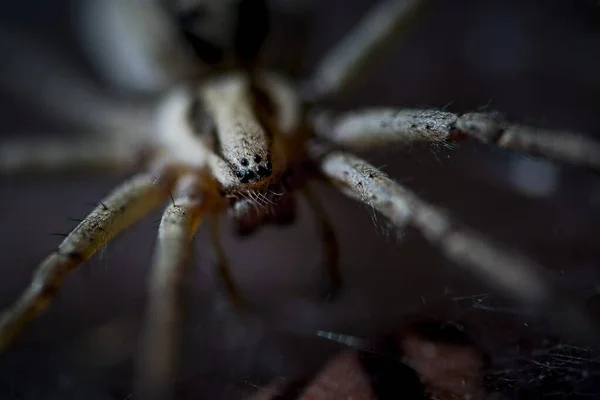 Bir örümceğin makro detayları