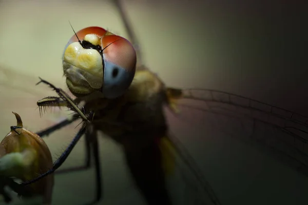 Dragonfly 'daki Macro.