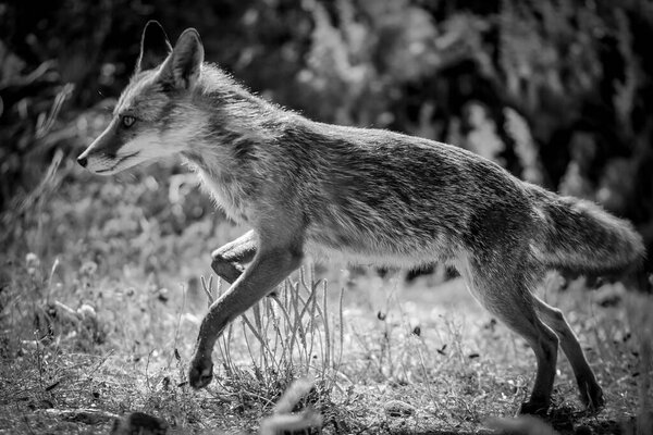 A Sardinian wild Fox, black and white