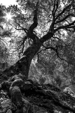 Güzel bir Sardunya yüzüncü yıl ağacı, siyah ve beyaz