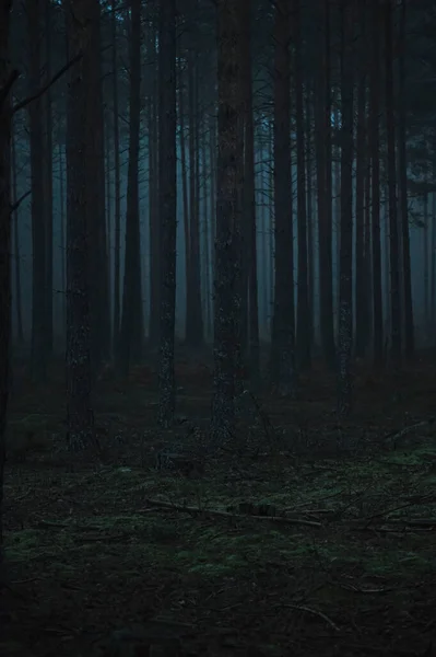 Trees in a dark forest — Stock Photo, Image