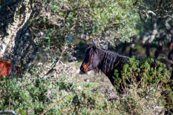 Giara wild Horse, spring in Sardinia HD — Stock Photo, Image