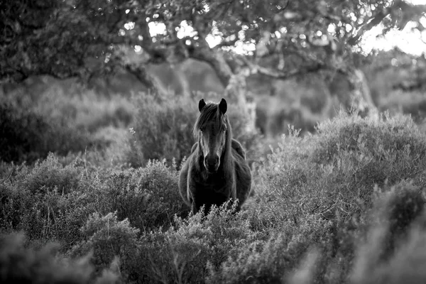 Giara wild Horse, printemps en Sardaigne noir et blanc HD — Photo