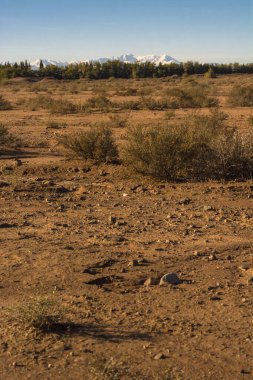 Arkasında dağ olan ağaçlar. Yüksek kalite fotoğraf
