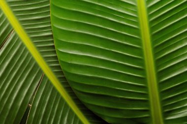 Şablonlar, desen resimleri 4k boy fotoğrafı