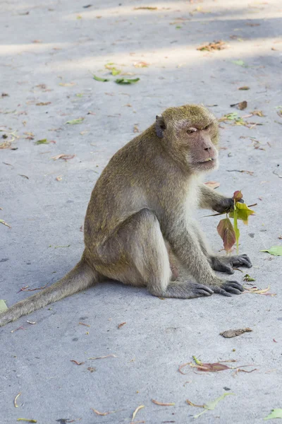 Mono macaco con cuento largo — Foto de Stock