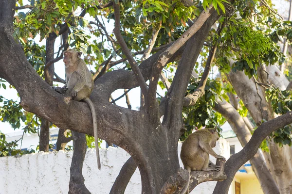 Monos macacos con larga historia en el árbol — Foto de Stock