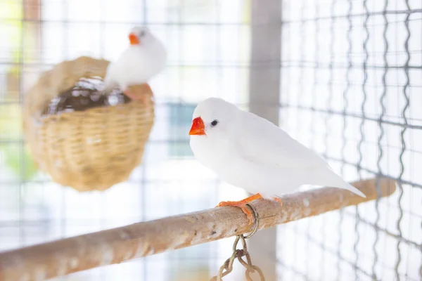 Beyaz ötücü finch kafeste