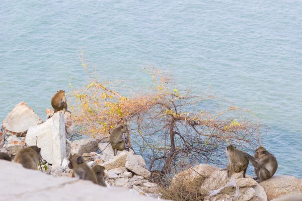 Familia de monos macacos sobre roca — Foto de Stock