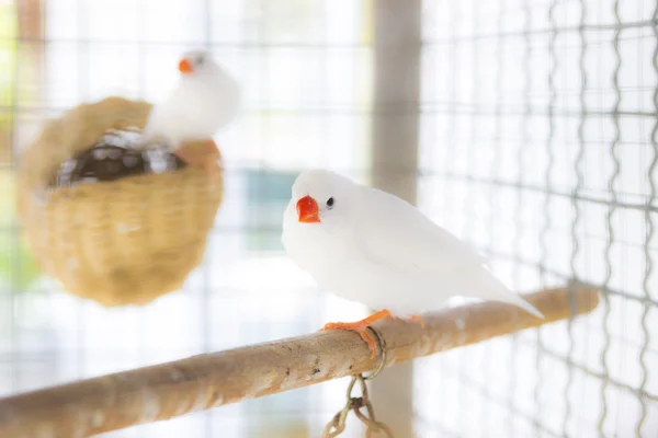 檻の中の白いカエデチョウ科 — ストック写真