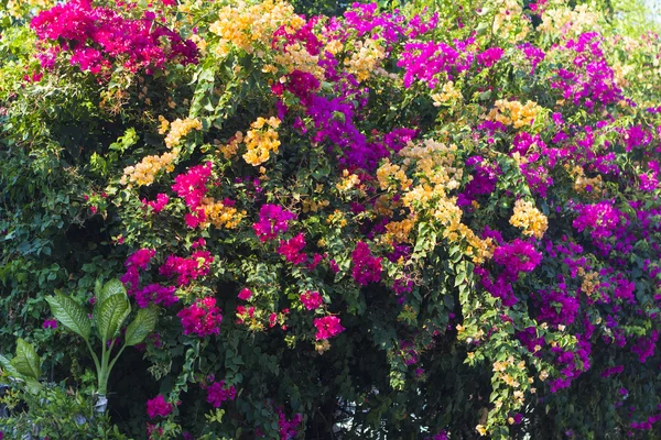 Güzel çalı Bougainvillea çiçek — Stok fotoğraf