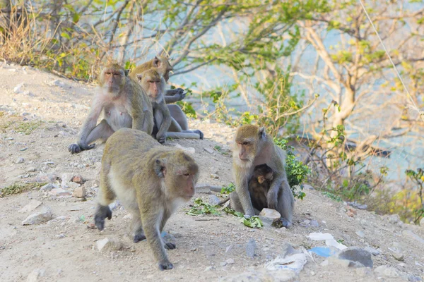 Familia de monos macacos sobre roca — Foto de Stock