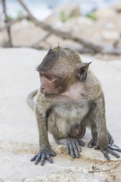 Mono macaco con cuento largo — Foto de Stock