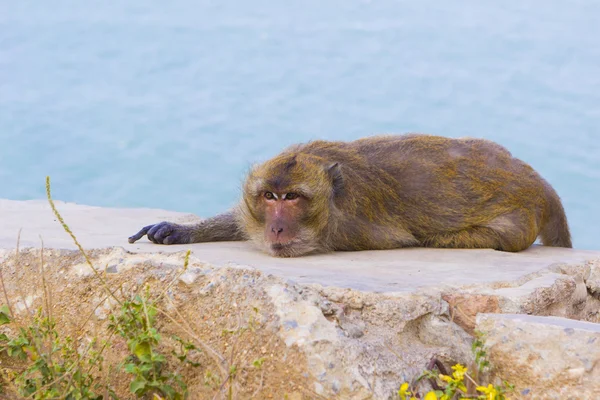 Mono macaco acostado en la roca — Foto de Stock