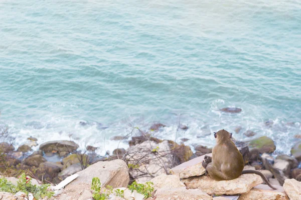 Mono macaco sentado en la roca — Foto de Stock