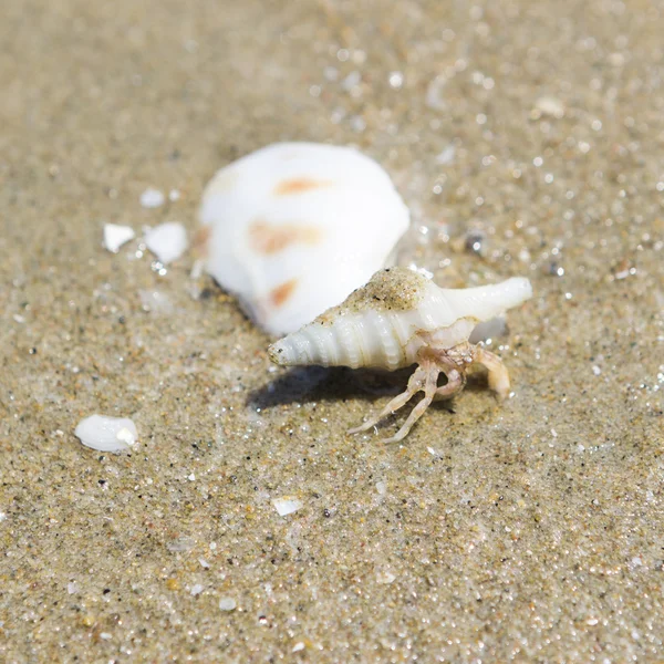 Kerevit larva caryying kabuk 