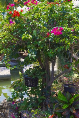 Güzel yaz şehir bahçe çiçek