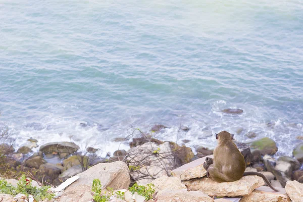 Mono macaco sentado en la roca — Foto de Stock