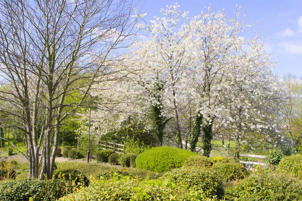 밀턴 케인즈, 영국에서 봄 — 스톡 사진
