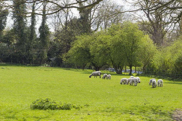 Schafherde auf der Wiese — Stockfoto