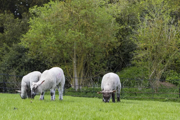 Fårflock på ängen — Stockfoto