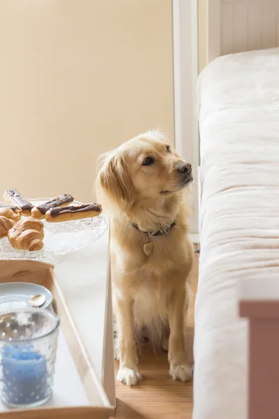 Zepsute złoty pies myśliwski, prosząc o jedzenie — Zdjęcie stockowe
