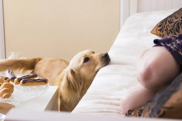 Malcriado golden retriever pidiendo comida — Foto de Stock