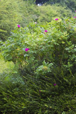 Yaz aylarında yaban gülü çalı